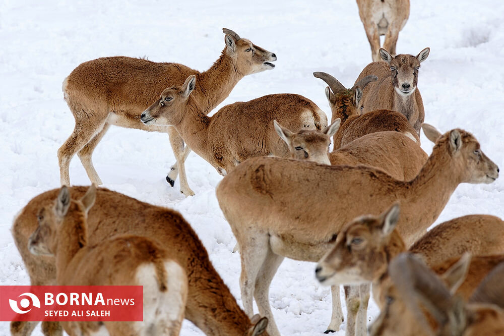 در حوالی تهران