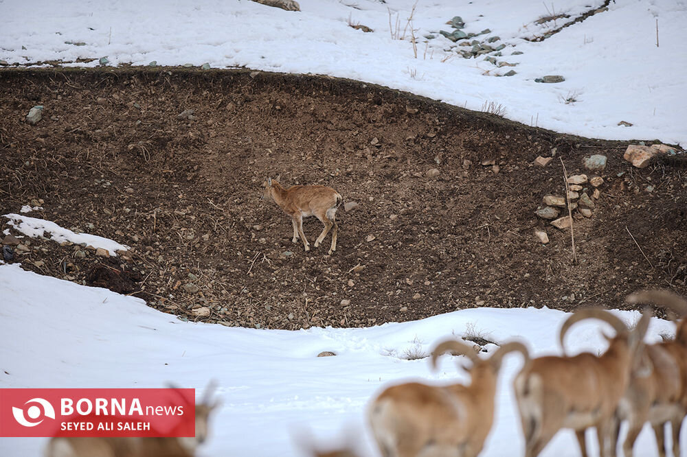 در حوالی تهران