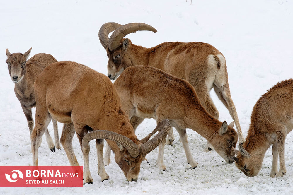 در حوالی تهران