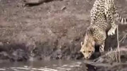 ببینید | لحظه ترسناک شکار یک یوزپلنگ توسط تمساح!