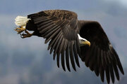 ببینید | قدرت حیرت‌انگیز عقاب در شکار خفاش در حین پرواز