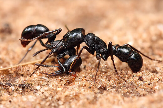 ببینید | اقدام باورنکردنی مورچه‌های درودگر؛ قطع اندام آسیب‌دیده‌ هم‌نوع برای جلوگیری از مرگ!
