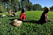 ببینید | ویدیویی جنجالی و افشاگرانه از تجاوزات جنسی کارفرمایان انگلیسی به زنان کارگر مزارع چای کنیا
