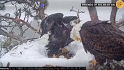 ببینید | انتظار دو عقاب سرسفید در لانه برفی برای تولد جوجه‌ها