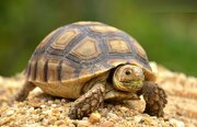 ببینید | ویدیویی باورنکردنی از دویدن با سرعت لاک‌پشت‌ها