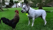 ببینید | تعقیب و گریز خنده‌دار یک مرغ و سگ