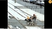 ببینید | کمک باورنکردنی یک سگ به زن ویلچرنشین در جلوگیری از تصادف با قطار