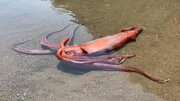 ببینید | مشاهده ماهی مرکب غول‌پیکر ۳ متری در سواحل ژاپن!