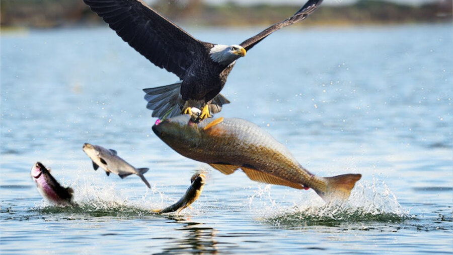 ببینید | لحظاتی از شکار ماهی توسط عقاب