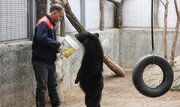 ببینید | نگهداری خرس سیاه بلوچی در حال انقراض در یک قفس با شیر و سگ در باغ‌وحش سیرجان!