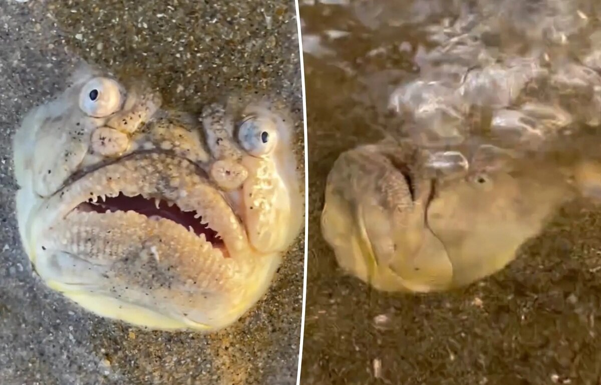 ببینید | فیلمی با بازدید میلیونی؛ کشف یک ماهی ترسناک که به آسمان خیره می‌شود